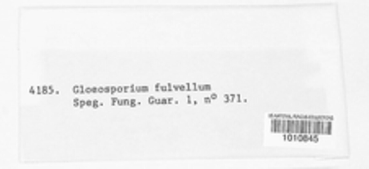 Gloeosporium fulvellum image